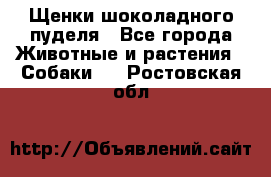 Щенки шоколадного пуделя - Все города Животные и растения » Собаки   . Ростовская обл.